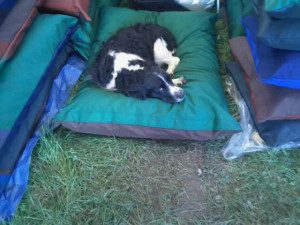 LARGE Dog Bed NEST