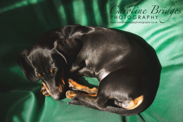 MEDIUM Dog Bed NEST - Image 12