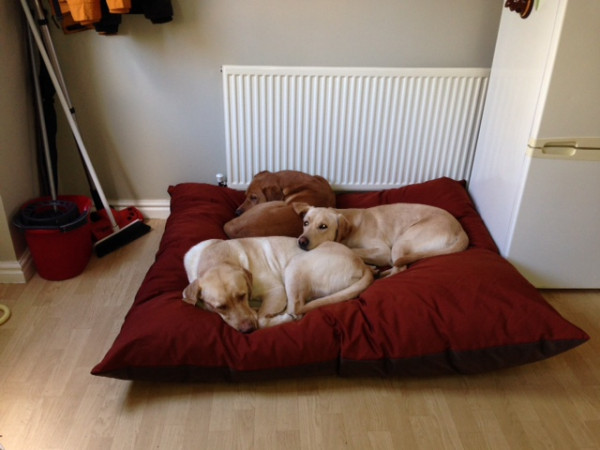 JUMBO Dog Bed NEST - Spare Cover - Image 6