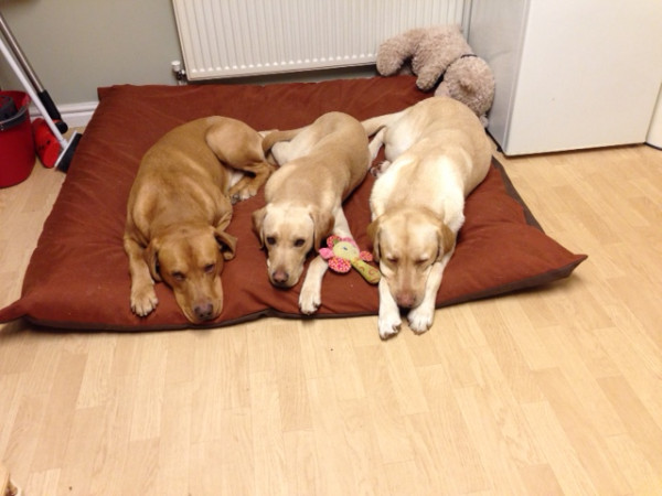 JUMBO Dog Bed NEST - Spare Cover - Image 5