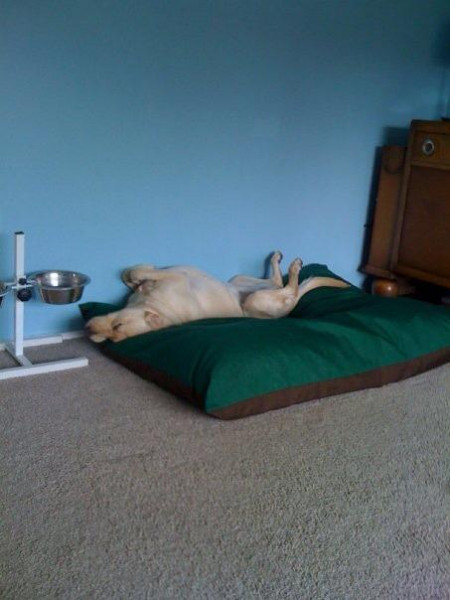 LARGE Dog Bed NEST - Image 10