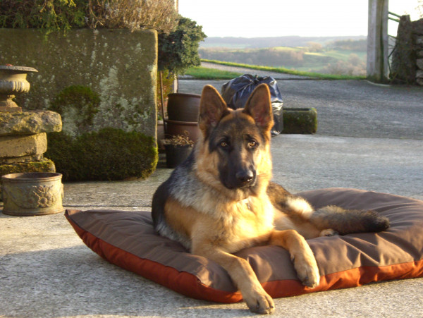 LARGE Dog Bed NEST - Image 8