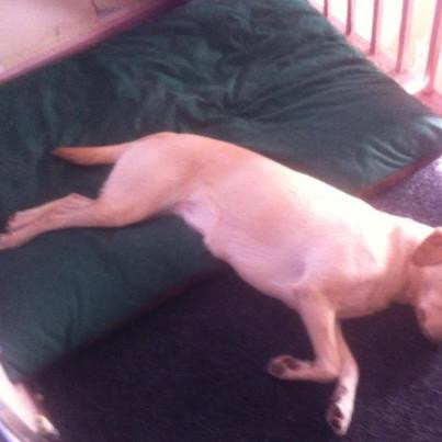 LARGE Dog Bed NEST - Image 2