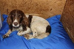 MEDIUM Dog Bed NEST - Image 10