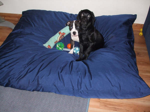 MEDIUM Dog Bed NEST - Image 6