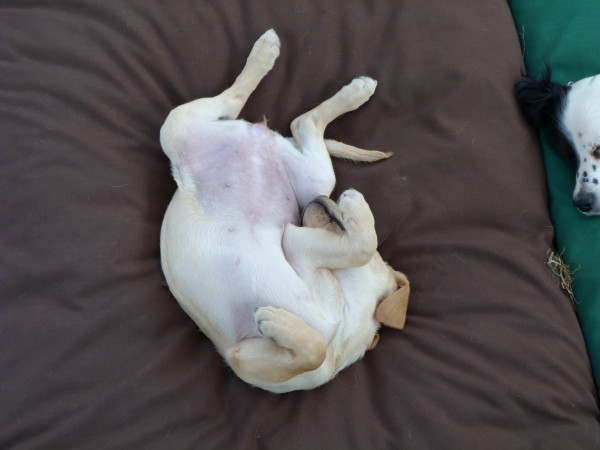 MEDIUM Dog Bed NEST - Image 8