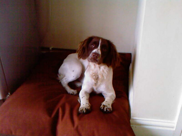 MEDIUM Dog Bed NEST - Image 5