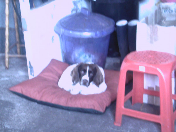 MEDIUM Dog Bed NEST - Image 4