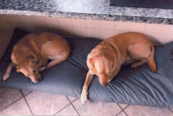 SLIMLINE Dog Bed NEST - Image 4