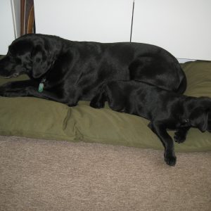 SLIMLINE Dog Bed NEST