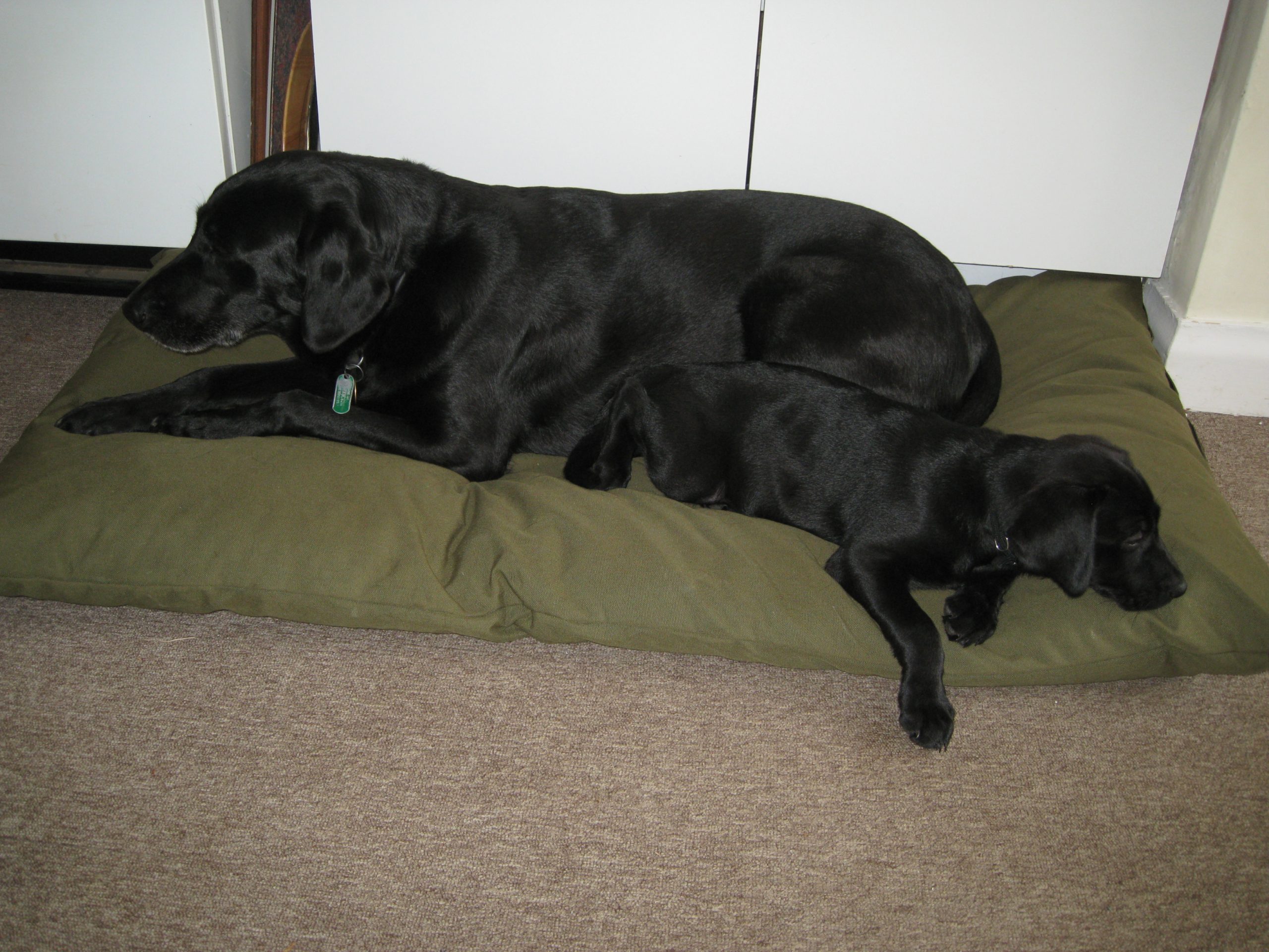 SLIMLINE Dog Bed NEST