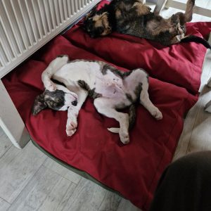 Large Fluted Mattress bed