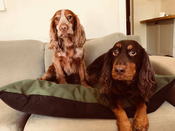 MEDIUM Dog Bed NEST - Image 2