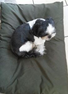 SMALL Dog Bed NEST - Spare Cover - Image 8