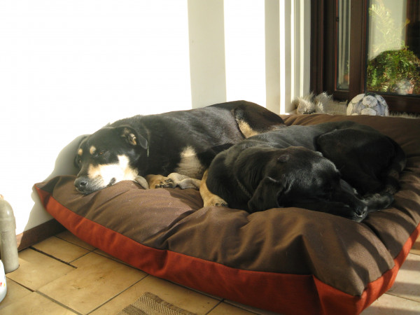 JUMBO Dog Bed NEST - Spare Cover - Image 2