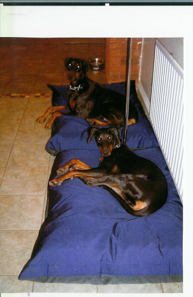 LARGE Dog Bed NEST - Image 7