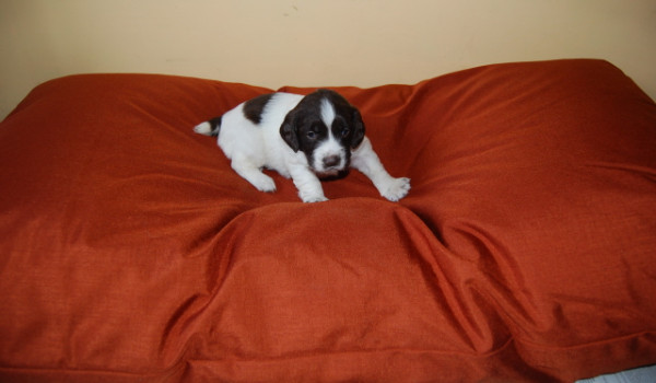 LARGE Dog Bed NEST - Image 6