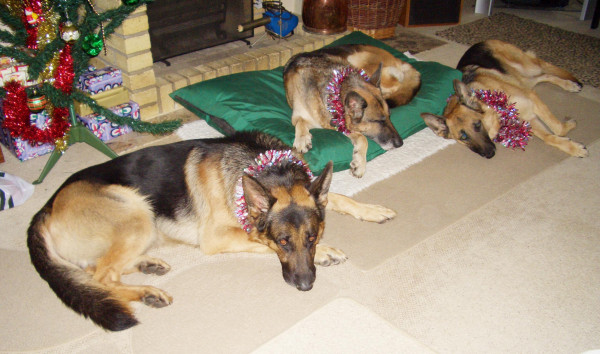 LARGE Dog Bed NEST - Image 9