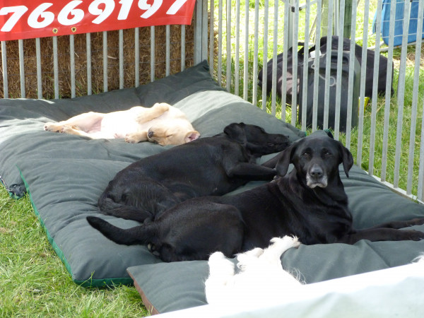 LARGE Dog Bed NEST - Image 4