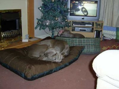 LARGE Dog Bed NEST - Image 3