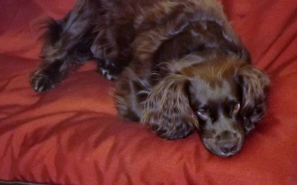 Medium Fluted Mattress bed - Spare Cover - Image 3