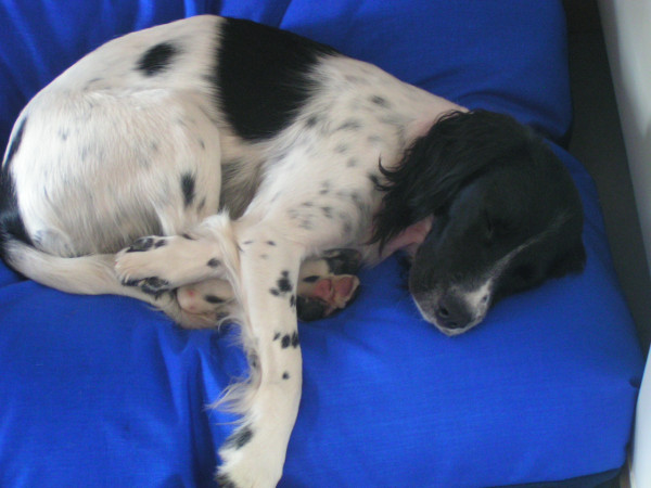 MEDIUM Dog Bed NEST - Image 11