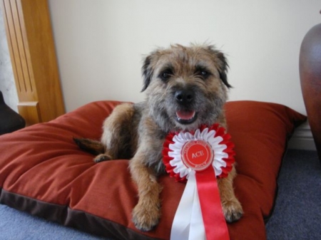 SMALL Dog Bed NEST - Spare Cover - Image 7