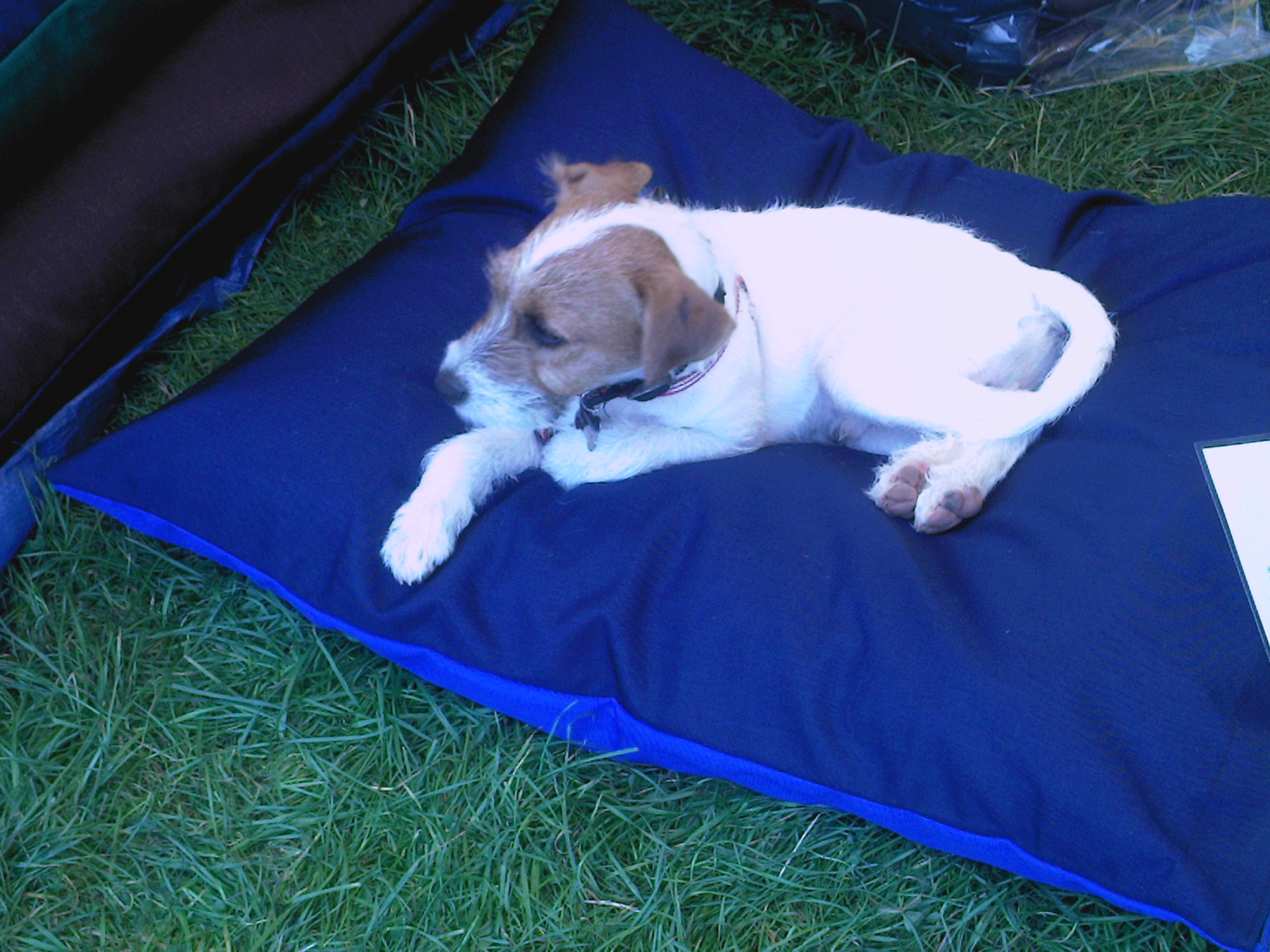 SMALL Dog Bed NEST - Spare Cover - Image 5