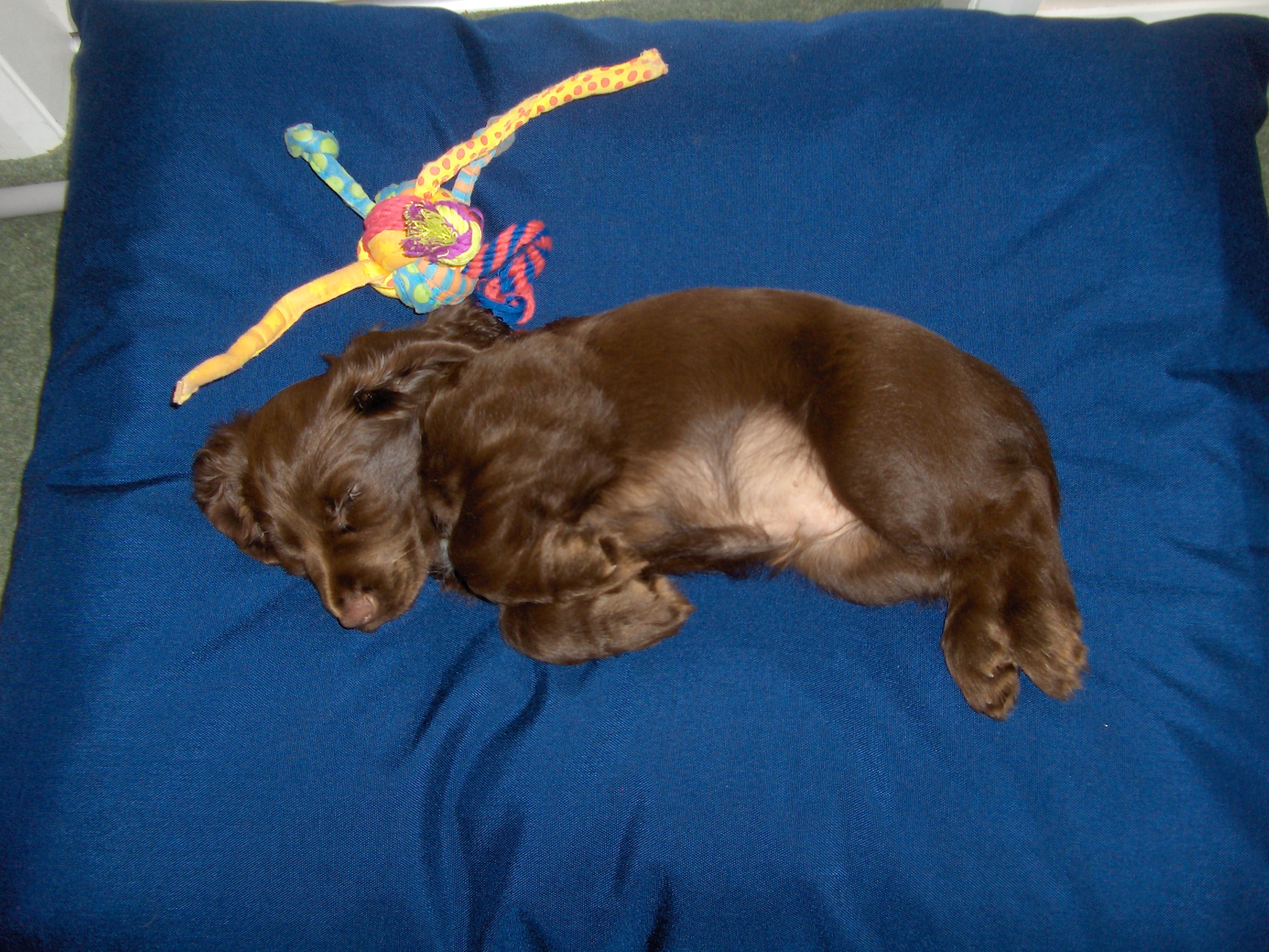 SMALL Dog Bed NEST - Spare Cover - Image 3